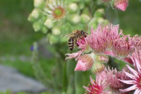 včela medonosná a pcháč