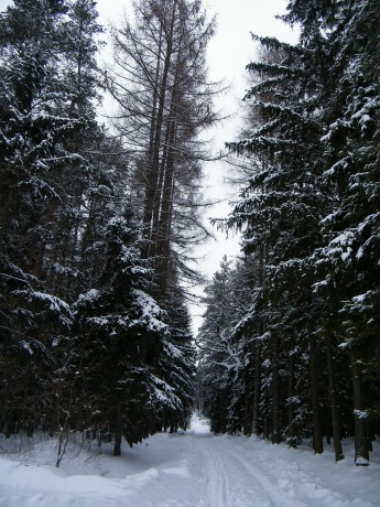 zima v lese 2
