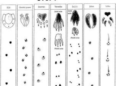 stopy zvířat