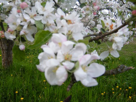 květ jabloně
