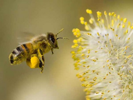 včela plná pylu