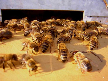 včelí společenství