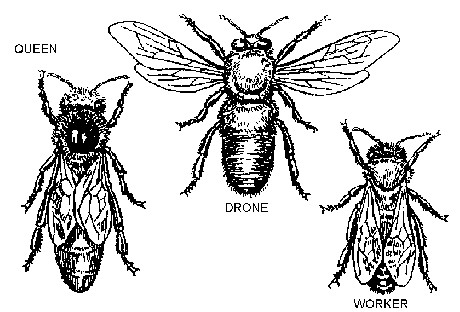 kasty včel + anglicky názvy