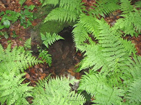 Studánka v kapradí vilémovice u Ledče