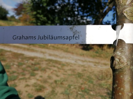 strom přátelství