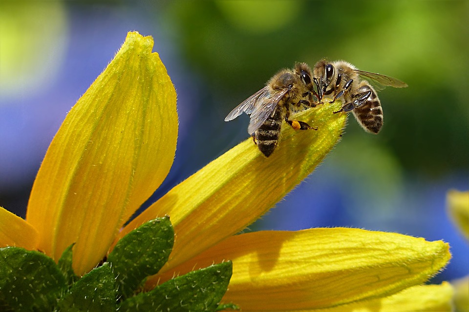 včely na slunečnici