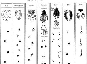 stopy zvířat