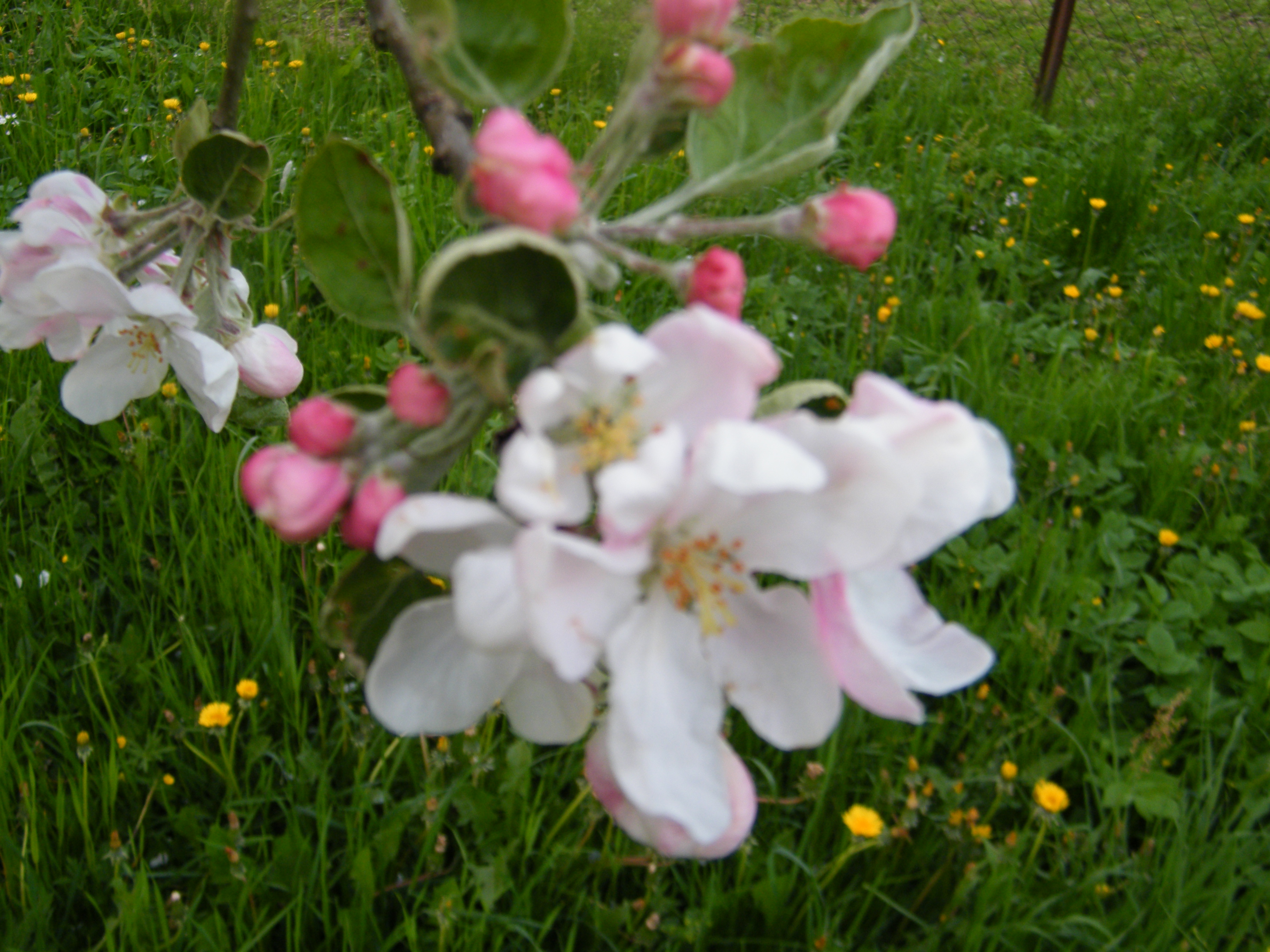 květy jabloní